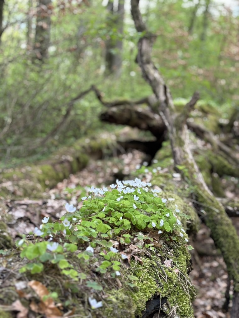 62b086f9 1a48 4839 80c8 6506cab2f0b2 1 105 c